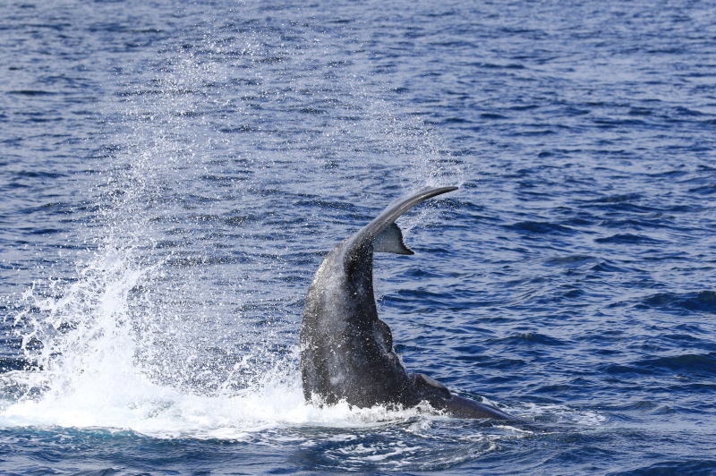 テールスラップ　子供