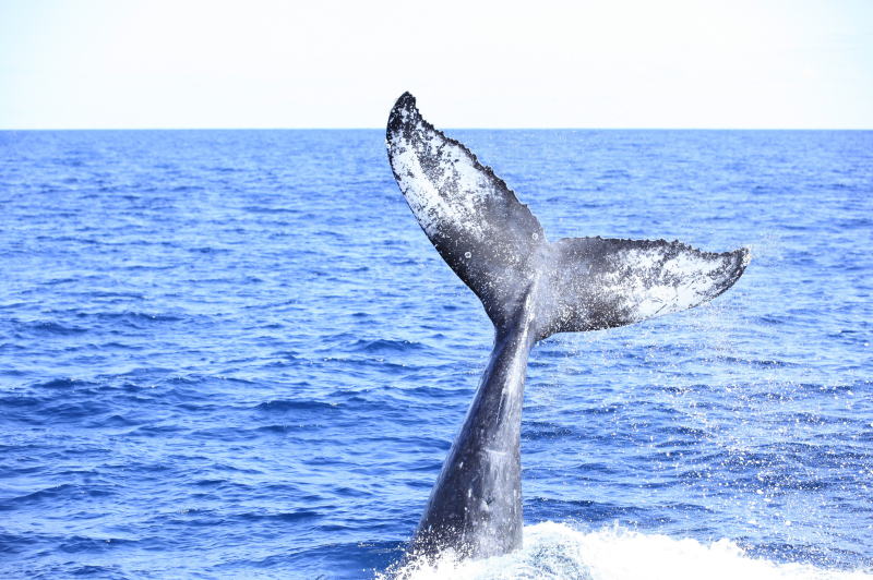 テールスラップ