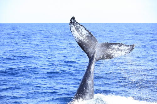 テールスラップ